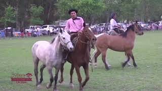 4° Campeonato Del Sur Pampeano quot 34° Fiesta D La Tierra del Caldén quot [upl. by Willock]