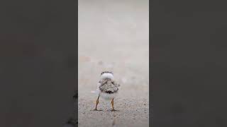 These whitecapped birds have truly enjoyed the dance with their expert movesviralshortvideo [upl. by Lili]