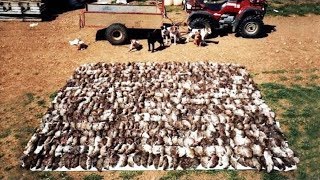 Amazing Rat Catching With Farm Dogs Kill About 500 Rats [upl. by Hacker]