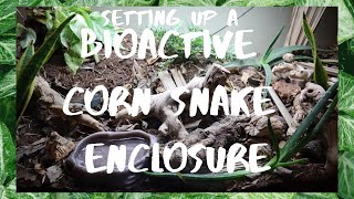 BIOACTIVE Corn Snake Enclosure Build [upl. by Sisely]