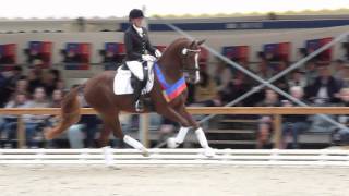 wwwreitschulesandbrinkde DAKTYLIUS Championatssieger 3 j Hengste Rastede Dressage [upl. by Dlonyer480]