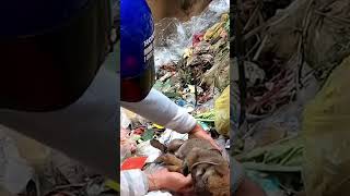 Saving a puppy abandoned and tied up by its owner before being thrown into the trash❤️ [upl. by Asilrac]