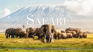 Most Beautiful Safari 4K  Scenic Wildlife Film With Relaxing Music Ambient Study Music [upl. by Aigroeg]