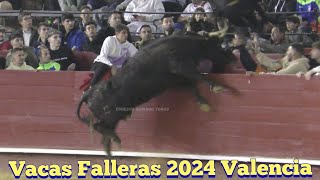 Vacas Falleras 2024  Valencia Plaza de Toros  16 De Marzo 2024  F Machancoses ✅🐂🎥 [upl. by Boj]