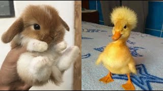 Cute Baby Animals Videos Compilation  Funny and Cute Moment of the Animals 19  Cutest Animals [upl. by Akeimahs]