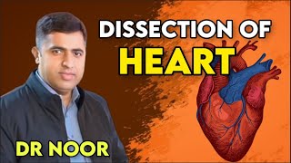 Part3 Anatomy of the heart of the goat by drnoor [upl. by Drisko847]