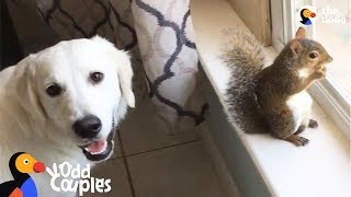 Dogs Love Playing with Squirrel Sibling Rescued From Hurricane  The Dodo Odd Couples [upl. by Asilenna]