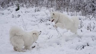 Double Trouble  Samoyeds playing in Snow [upl. by Mohun]