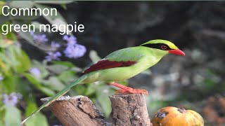 common green magpie sattal birds wildbirdphotography naturephotography viralreels wildlife [upl. by Yatnuahs]