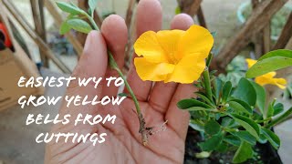 How To Grow Yellow BellsTecoma Plants From Cuttings [upl. by Shelli]