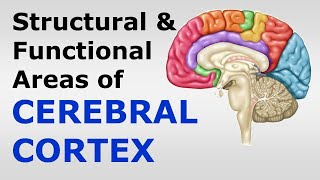 Chp08 Structure amp Functional Localization of Cerebral Cortex  Snells NeuroAnatomy [upl. by Ayidah]