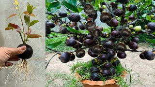 Great Technique for Grafting Mangosteen Fruit To Mangosteen Tree growing mangosteen tree [upl. by Llehctim]