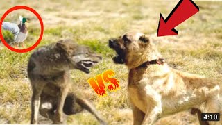 Kangal Saves Duck From a Fox  Kangals Take Down a Wolf [upl. by Sirrap]