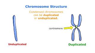 Chromosomes  Duplicated VS Unduplicated [upl. by Gnidleif158]