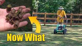 How and When to Aerate Lawns Step by Step [upl. by Etnad]