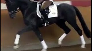 wwwsporthorsesonlinecom 2011 Hanoverian Dressage stallion SOLD [upl. by Jase595]