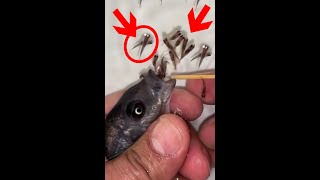 Kadango cichlid fish giving birth 😍🐬👍🙏 fish fishingvideo [upl. by Yensehc]