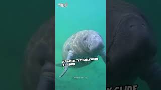 Manatee Gentle Giants of the Water shorts [upl. by Oregolac]