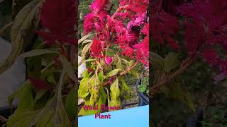 Wool flower plantbeautifulmothernaturetreesplantsshortsviraltrendinglifeyoutubeshorts [upl. by Anada]