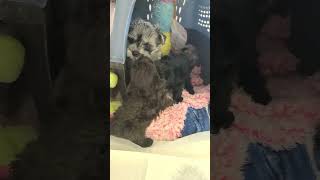 Baby Mini Schnauzer Puppies cutepuppies [upl. by Turmel505]