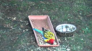 Rosella comune  Platycercus eximius [upl. by Enomar629]