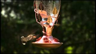 Birdscapes® Looking Glass Hummingbird Feeder [upl. by Takakura]