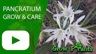 Pancratium  grow amp care Beautiful cut flower [upl. by Zebapda]