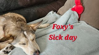 Foxys Sick Day [upl. by Euhc]