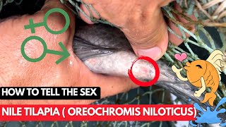 The Secret to Sexing Tilapia Niloticus Fish Even a Beginner Can Do It [upl. by Agarhs]