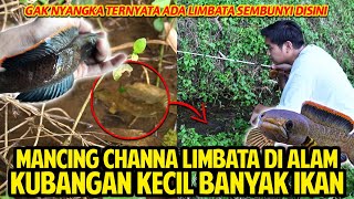 MANCING CHANNA LIMBATA DI ALAM GAK NYANGKA KUBANGAN KECIL TAPI BANYAK IKANNYA STRIKE LIMBATA [upl. by Wexler]