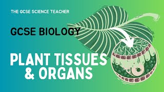 GCSE Biology Plant Tissues amp Organs  The GCSE Science Teacher  AQA OCR Edexcel [upl. by Tobias184]