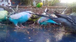 Adorable Budgies in Action Happiness Overload 🥰💚💛✨ budgielife [upl. by Teddie]