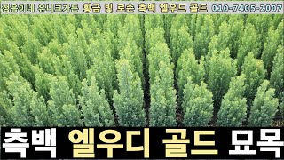 2023 황금측백 엘우디 골드 3년생 묘목 분양 한정수량 1000주  택배가능 [upl. by Neltiac721]