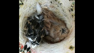 Entwicklung der Kanarienvogel Küken [upl. by Htepsle]