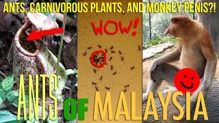 Amazing Exotic Ants of Malaysia [upl. by Anifares]