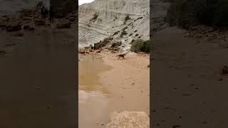 dos perros juegan en la playa de la scala dei turchi italy italia sicilia sicily dogs perros [upl. by Thrift]