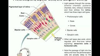 Anatomy  Vision Part 1  Retina Photoreceptors Bipolar Cells amp Ganglion Cells [upl. by Cull]