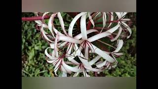 Nerine Lilly flowers  white and maroon nice combination🤍🥀🤍🥀🤍 [upl. by Hagood539]