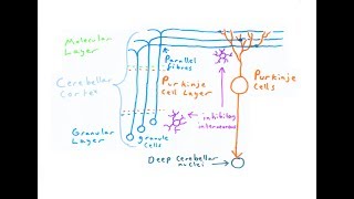 The Cerebellum [upl. by Dermott]