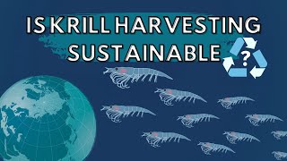 The Antarctic Krill Fishery is one of the most sustainable fisheries in the world [upl. by Michelina]