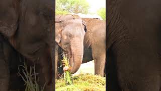 Elephants zoo youtube shorts animals [upl. by Tracy]