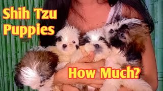 MAGKANO BA ANG SHIH TZU PUPPY  HOW MUCH SHIH TZU PUPPY  PUREBREED SHIH TZU [upl. by Kumagai]