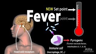 Induction of Fever Control of Body Temperature Hyperthermia Animation [upl. by Kaiulani]