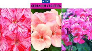 Geranium Varieties A to Z [upl. by Enylhsa]