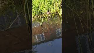 Moorhen on a log [upl. by Jeane735]