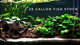 29 Gallon Planted Aquarium Fish Community [upl. by Ecadnac]