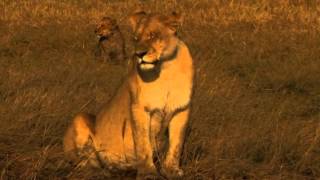 very emotional female loin leaving her broken back bone cub [upl. by Tedd]