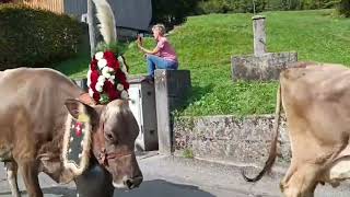 Cow 🐄 Parade  Swiss Tradition amp Culture 🇨🇭  Schweizer Kuhparaden 🐄  Nafel Glarus switzerland [upl. by Attenna]