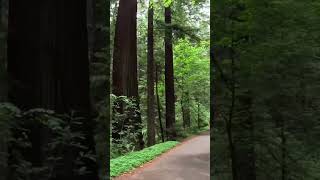 Jedediah Smith Redwoods State Park Come along with us  FullTime RV [upl. by Nevile]