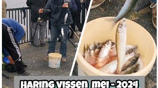 Haring vissen mei2024 Fishing techniques [upl. by Brebner]